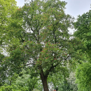 Foto Treurnis over kastanje uit 1898 in het Wilhelminapark