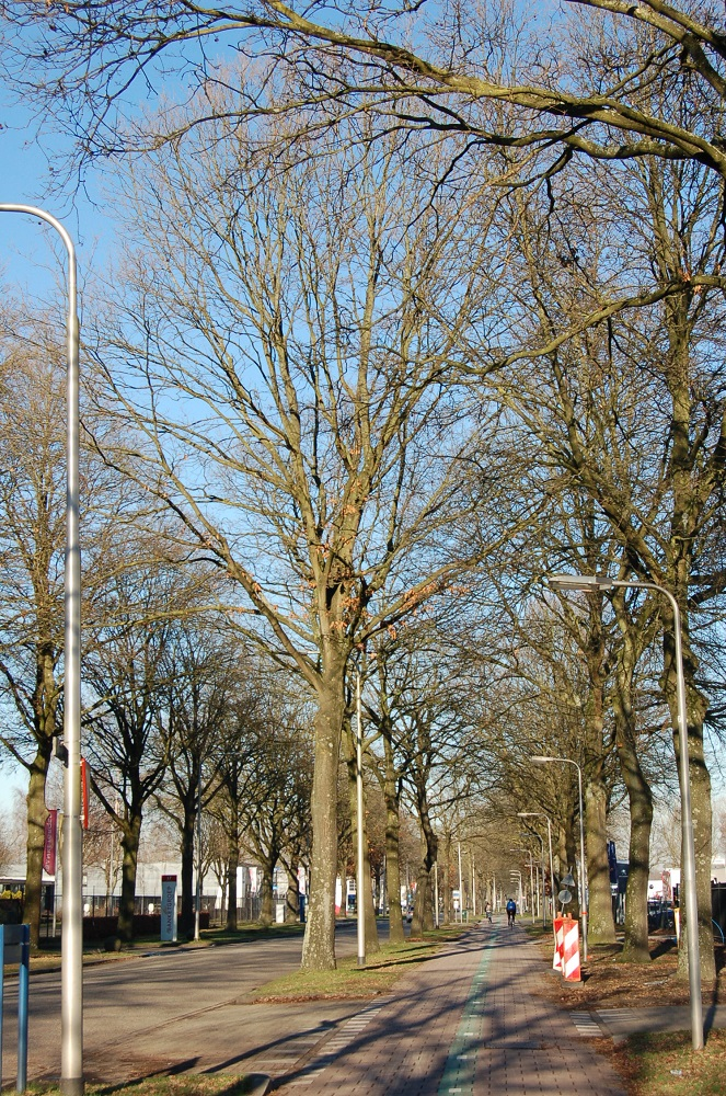 3-dubbele rij moseiken aan de Kraaivenstraat