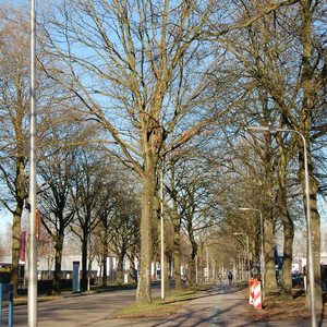 Foto Een groene snelfietsroute – maar ten koste van veel stadsbomen